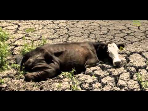 к чему снится умирающая корова