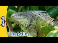 6 reptiles  iguana crocodile gecko alligator rattlesnake eastern box turtle