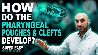 Embryology of the Pharyngeal Pouches and Clefts (Easy to Understand)