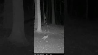 Sly Fox
