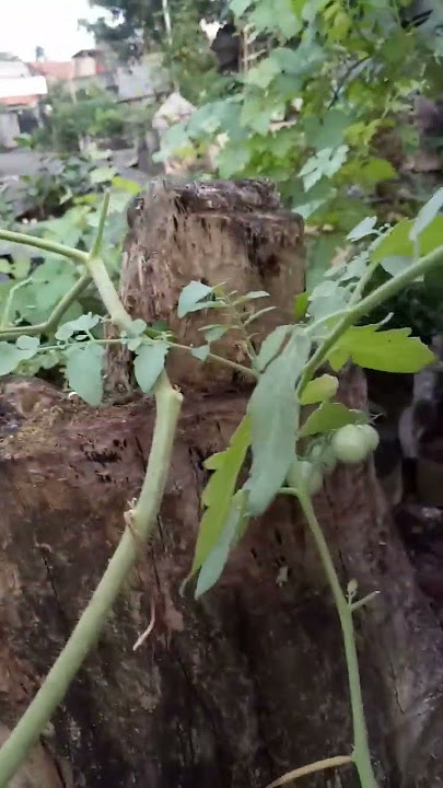 Tomat Cherry Supersweet 100 Beneran Manis Tanam Di Dataran Rendah #tomatosupersweet100 #tomatocherry