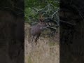 The secret to the best deer hunters out there!