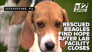 Big Dog Ranch Rescue celebrates closure of Wisconsin beagle breeding facility