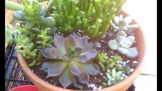 Echeveria propagation