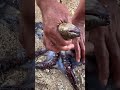 Octopus trapped deadly sea snake fish 😱#fishing #viral #ytshorts #ocean #trending #sea #shortsfeed