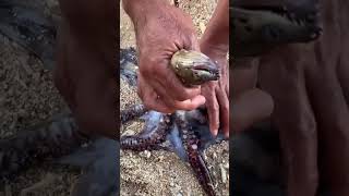 Octopus trapped deadly sea snake fish 😱#fishing #viral #ytshorts #ocean #trending #sea #shortsfeed