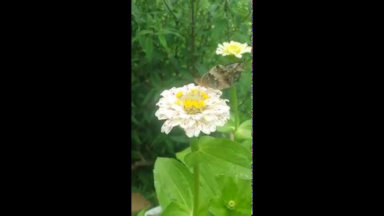 insects picture Releasing The Variegated Fritilary:)