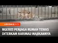 Pelihara Secara Ilegal, Seorang Penjaga Rumah Tewas Diterkam Harimau Majikannya | Liputan 6