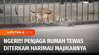 Pelihara Secara Ilegal, Seorang Penjaga Rumah Tewas Diterkam Harimau Majikannya | Liputan 6