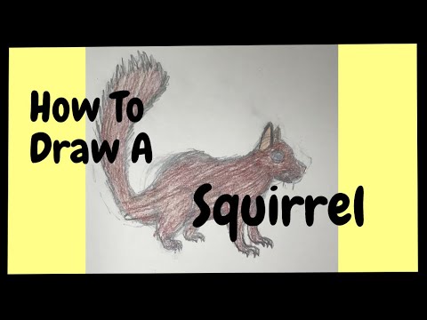 How to Draw A Squirrel Step by Step Easy - YouTube