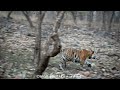 &#39;The Wild-Rush&#39; - P151 on the move with Mahesh Pd Omre #pannatigerreserve #pannanationalpark