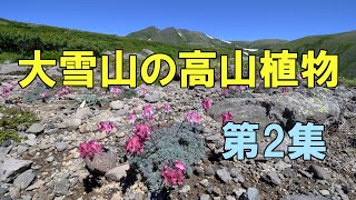 大雪山の高山植物（第2集）