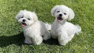 WHY (not) TO BUY A MALTESE DOG?!