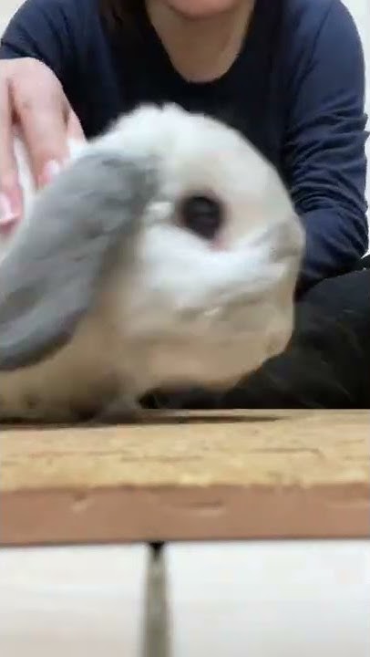 Mr Luvうさぎのラブ君