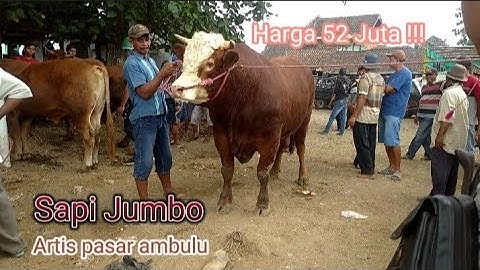 Bikin geger sepasar, simental jumbo muncul di pasar ambulu