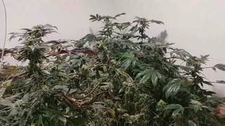 Day 48 of flower Spectrum king 600 watt grow