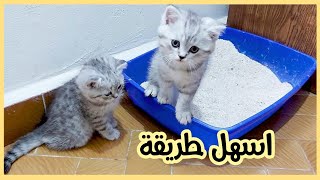 تعليم القطط دخول الحمام 💩 تدريب القطط علي الليتر بوكس (صندوق الفضلات)😸 العناية بلقطط الصغيرة