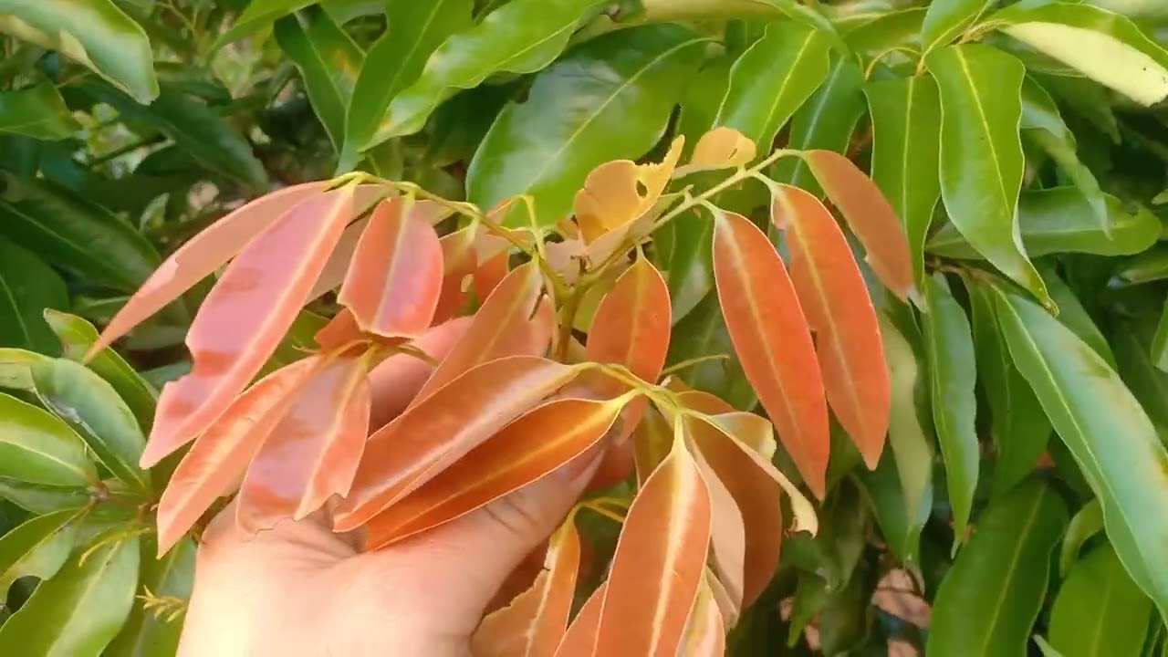 Xanh đỏ tím vàng và tìm Tôn Đại Thánh biến LỘC thành HOA