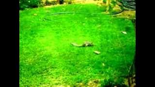 Information Squirrel eating grass seeds in a lawn News