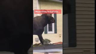 Meanwhile, in Canada. #funny #comedy #humor #sarcasm #Canada