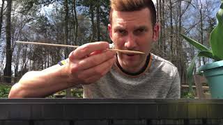Sowing peppermint stick and giant double mixed zinnia seeds