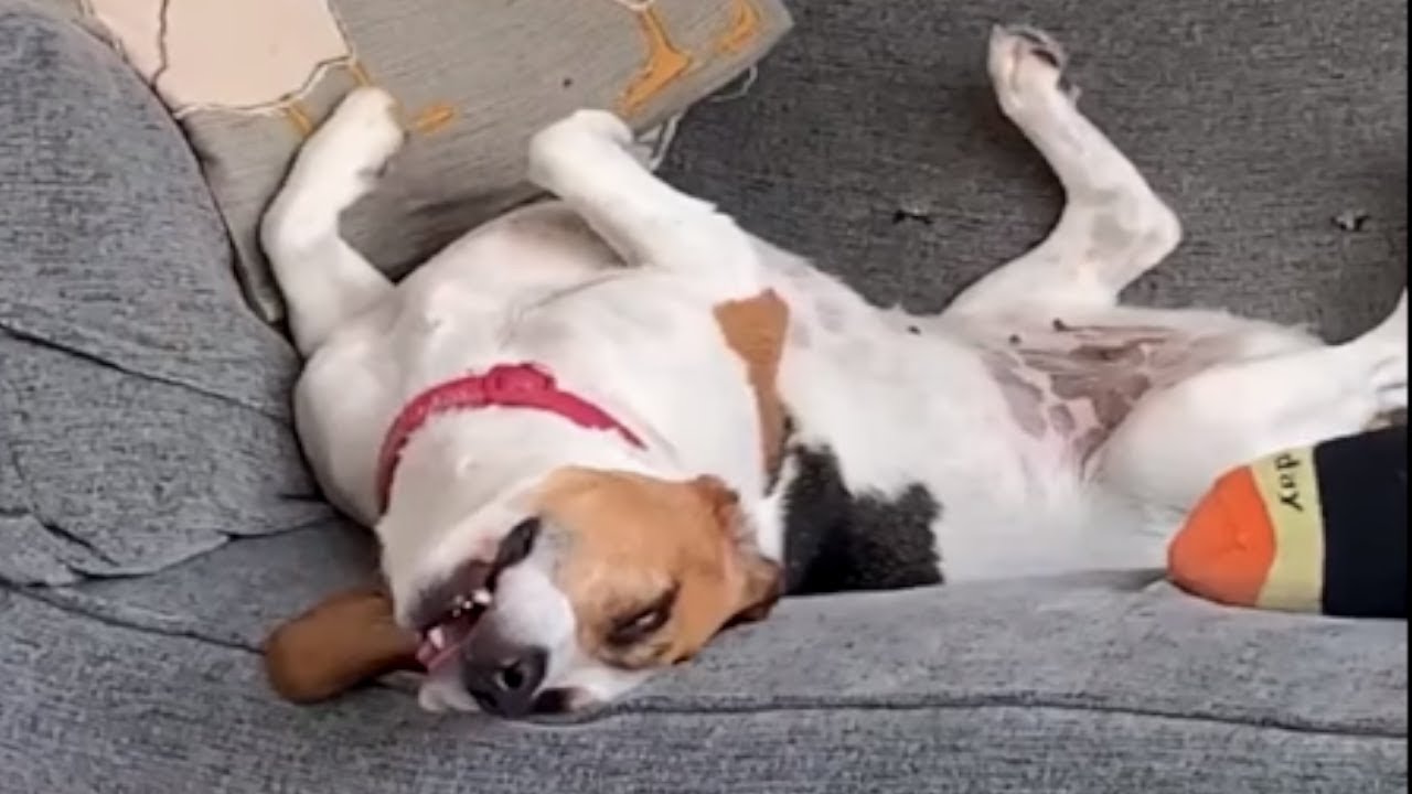 videos for cats Dreaming Beagle sleeps in totally bizarre position