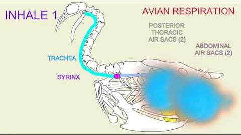avian respiration