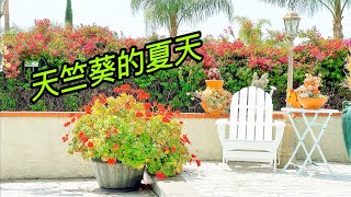 园艺篇399 关于天竺葵,普通人特别想知道的一切!隐藏优点,渡夏和寒冬! 园艺篇399 关于天竺葵,普通人特别想知道的一切!隐藏优点,渡夏和寒冬!