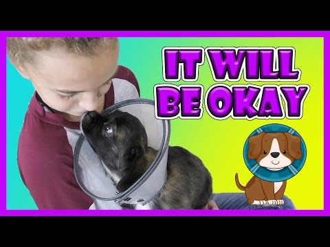 Video: Spørg en Vet: Hvorfor hader vi Cone of Shame?