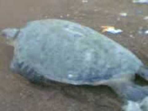 Releasing a turtle