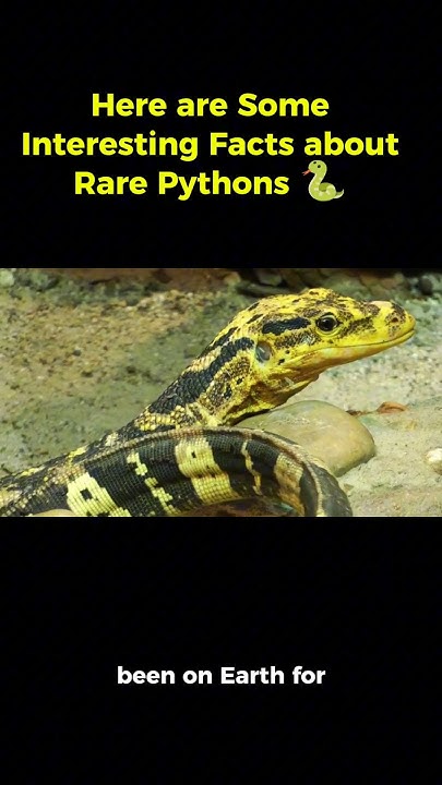 Here are Some Interesting Facts about Rare Pythons 🐍#python #life # ...