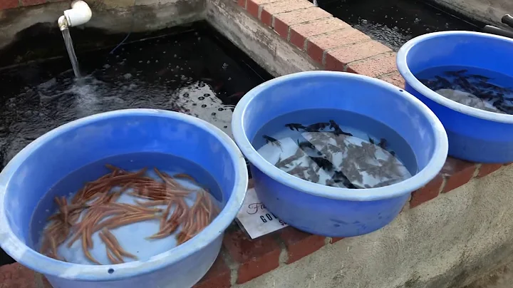 Algae eating fish for ponds