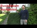 Ref:7mn14wilHus Buchsbaum vermehren buxus ableger steckling selber ziehen