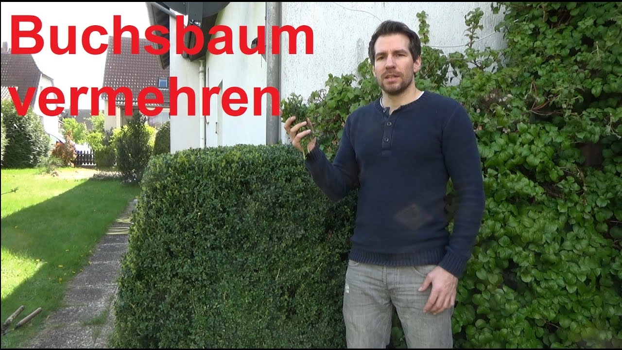 Buchsbaum Buxus Boxwood Schneiden Zum Bonsai Youtube Buchsbaum Buxus Boxwood Schneiden Zum Bonsai Youtube