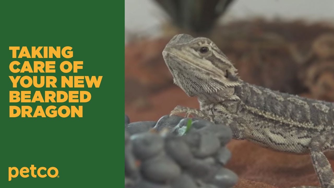 petco bearded dragon price