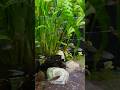 Tetra fish tank | Neon Tetra | schooling fishes