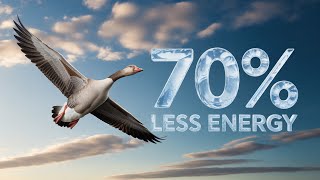 Why Geese Fly in a "V" Formation (And How It'll Change Your Life!)