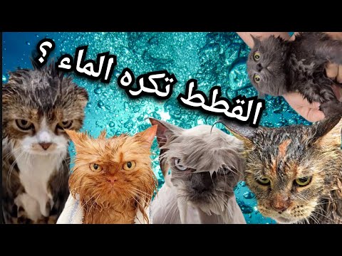 لماذا تكره القطط الماء