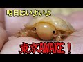 AWAKE前日生体パッキング耐久地獄配信