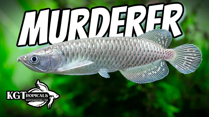 Don't Buy Fish Without Watching This First, Fish Tank Murderers - DayDayNews