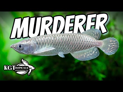 Don't Buy Fish Without Watching This First, Fish Tank Murderers