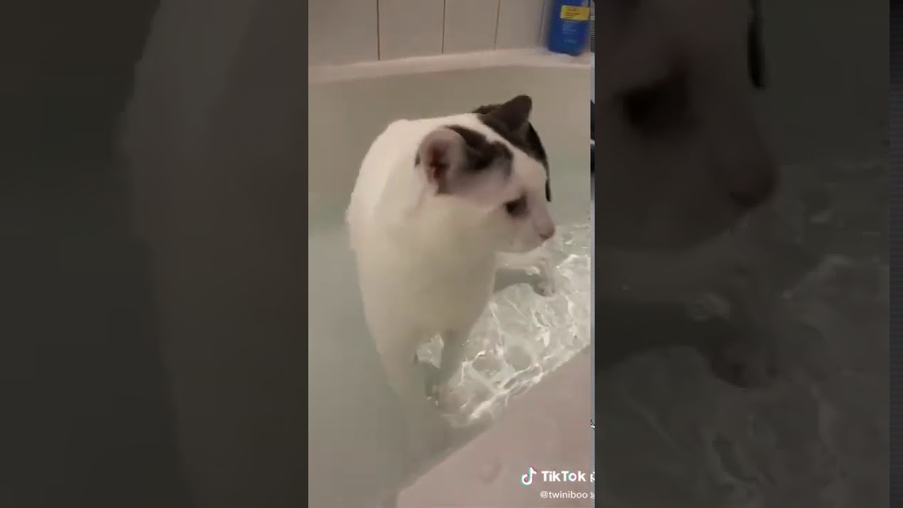 Cat bathing 
