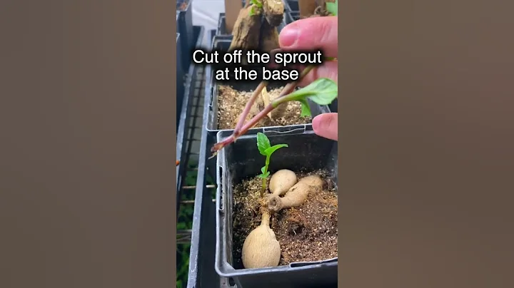 How To Take Dahlia Cuttings To Expand Your Garden #shorts - DayDayNews
