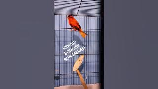 Merah Bon Simetris #kenari #red #merlok #viral #kicaumania #bredding #birds #canary #fyp #short #new