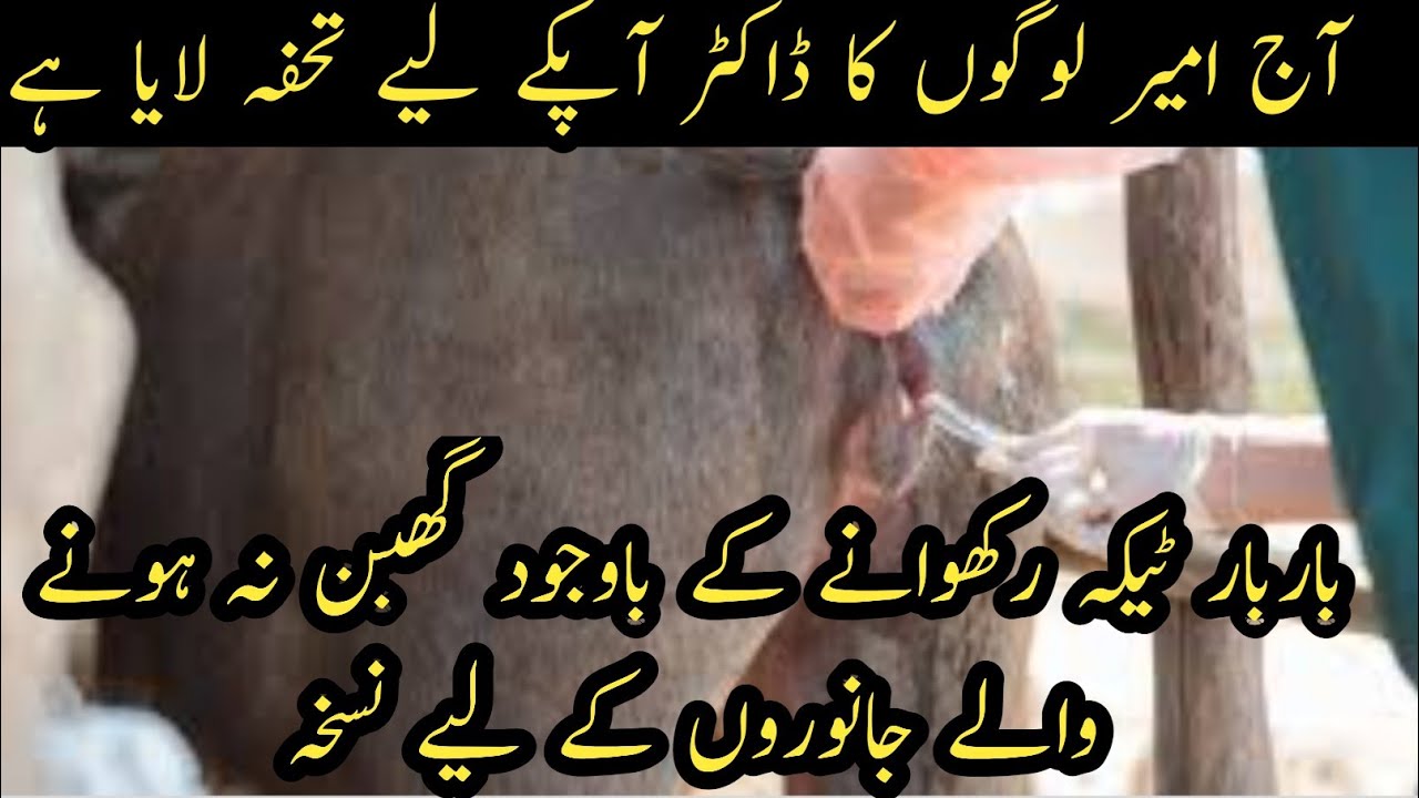 Лечение коров, подвергающихся повторной вязке II Применение раствора Люголя для коров, подвергающ...