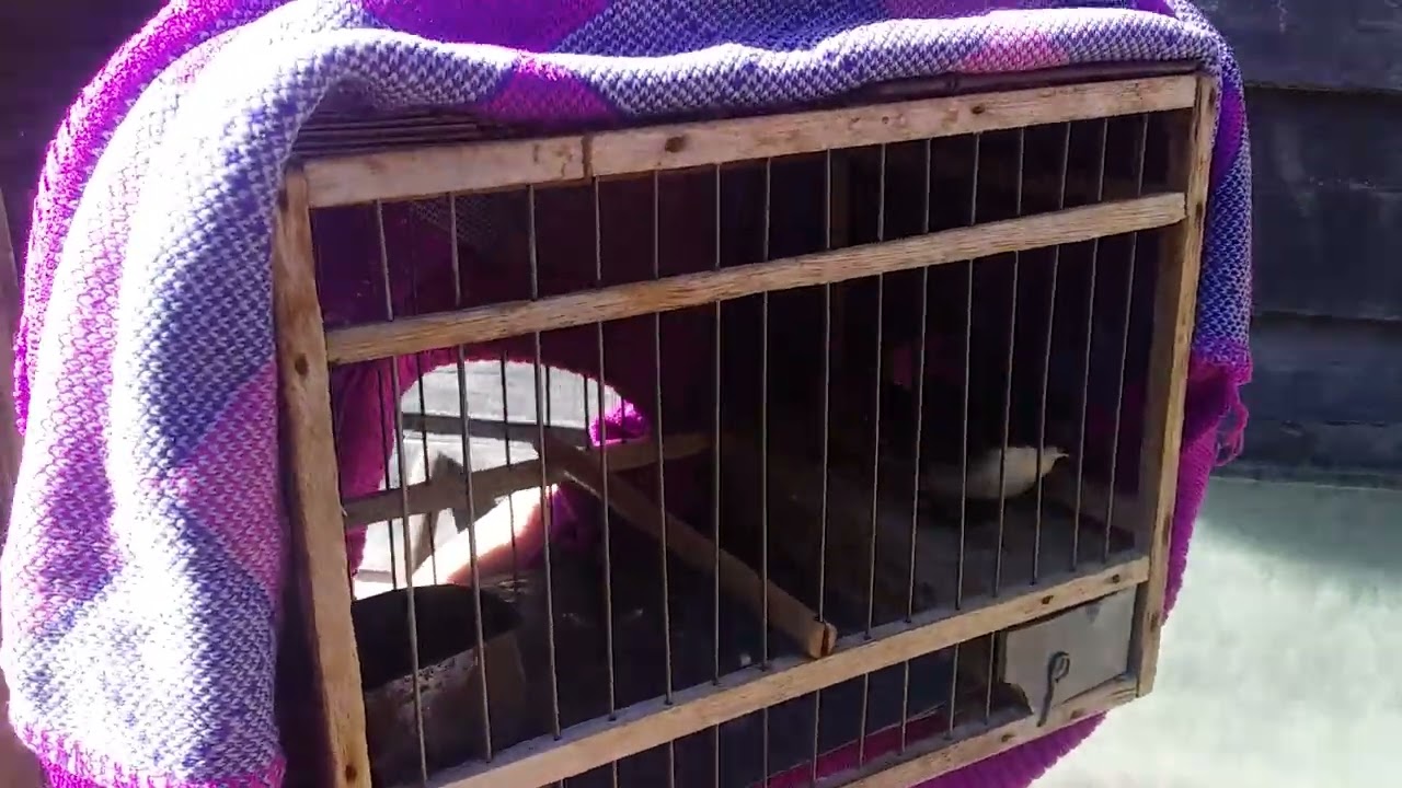 mostrando mis pájaros 2022 y dos nuevo integrante