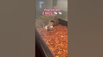 WOW! my SNAKE ate 2 Mice today #shorts #snake #ballpython #livefeeding #pets #python #omg #reptiles