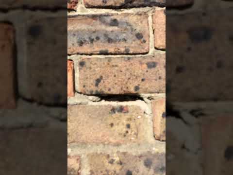 Internal Signs Of Wall Tie Failure