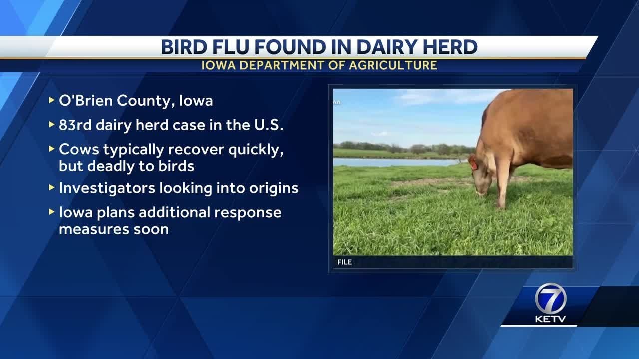 Bird flu detected in herd of Iowa dairy cows for first time ever - YouTube