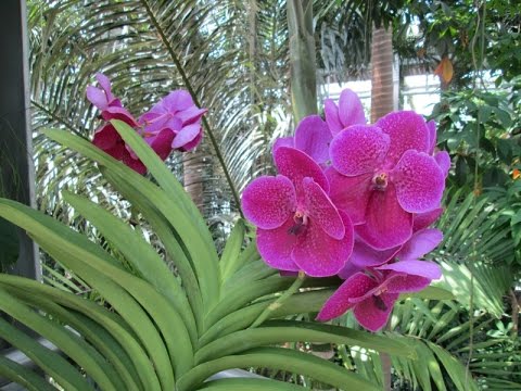 Video: U.S. Botanická záhrada v National Mall vo Washingtone D.C